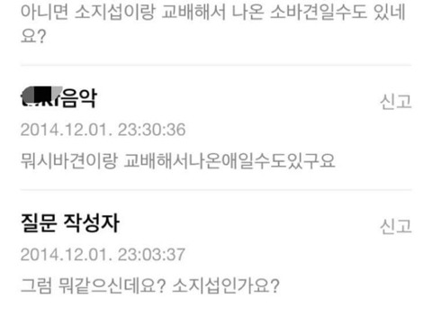 이 강아지 시바견 맞나요? | 인스티즈