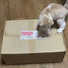 고양이를 삼키는 고양이지옥.gif | 인스티즈