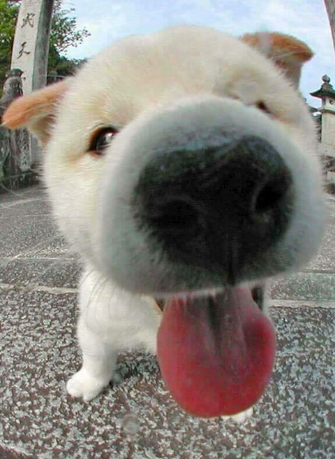 귀여운 강아지들 근접샷 모음 | 인스티즈