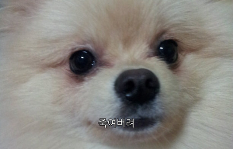 어디야 이미지
