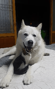 허스키의 고양이 육아일기 | 인스티즈