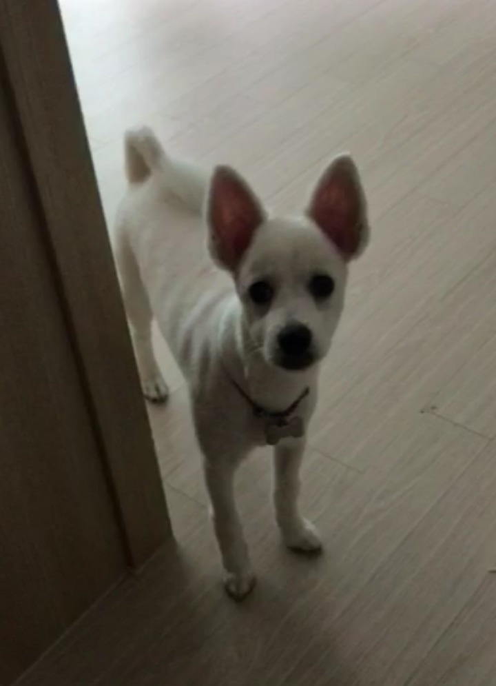 강아지의 다양한 표정을 같이 알아보자! | 인스티즈