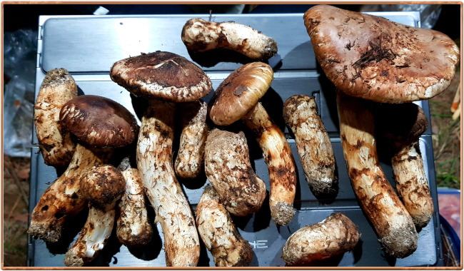 솔밭야영장 이미지