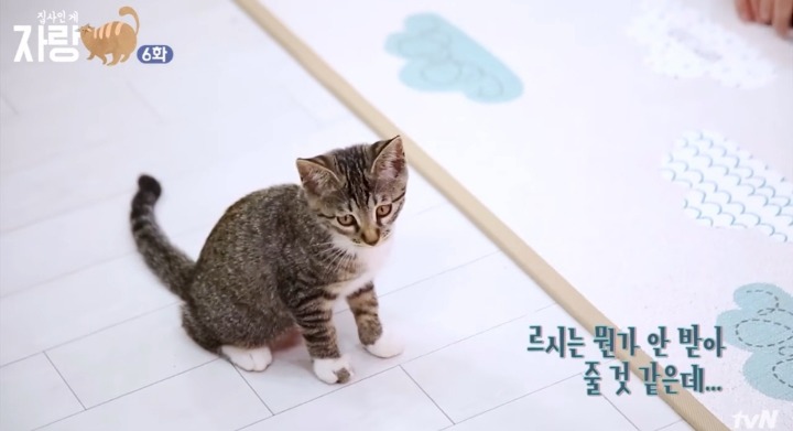 고양이랑 인사하는 법.jpg | 인스티즈