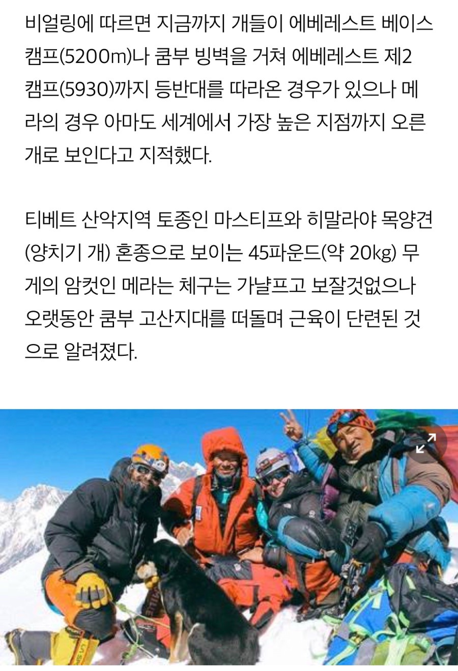 티벳 동네 댕댕이의 위엄 | 인스티즈