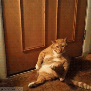 고양이 답지 않은 유연함.gif | 인스티즈