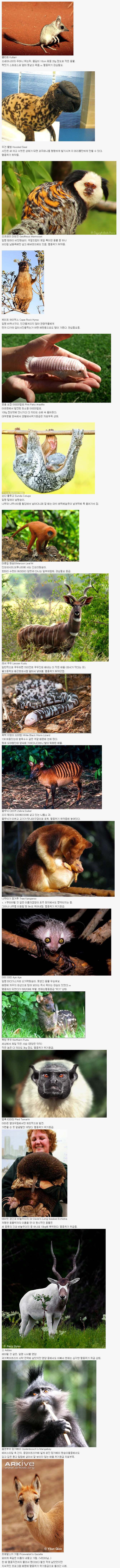당신이 처음 봤을 수도 있는 희귀동물들 50종.list | 인스티즈