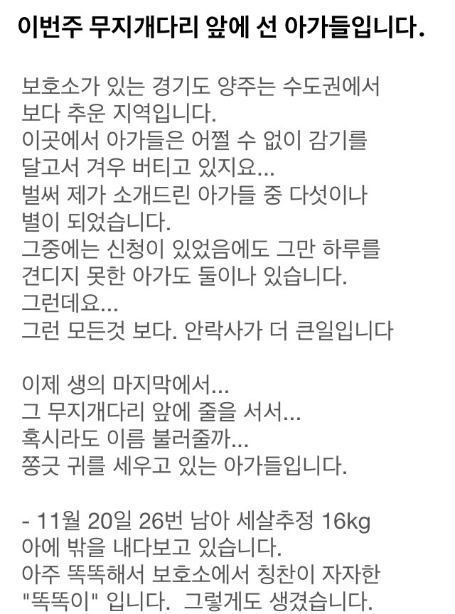 이번주 안락사예정 유기견아이들 꼭 공유부탁드려요 | 인스티즈