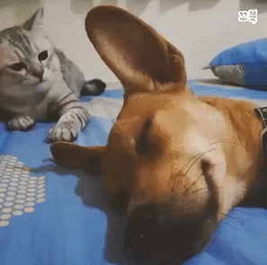일도 안하고 종일 디비자고 있는 아들이 한심한 엄마.gif | 인스티즈