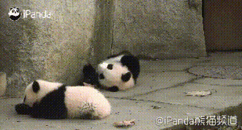 이글을 보는순간 짱덕사로 사망하게됩니다(feat.팬더의 미칠듯한 귀여움) | 인스티즈