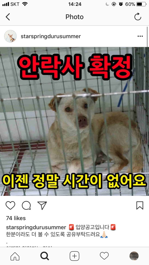 안락사 확정된 아이들 한번씩 보고가주라ㅠㅠ | 인스티즈