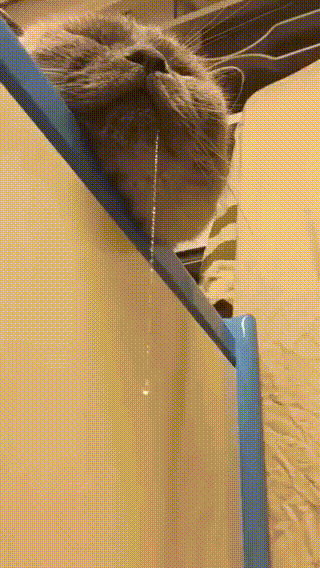 꿀잠 자는 고양이 | 인스티즈
