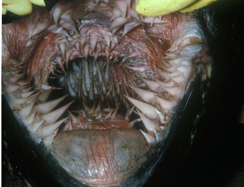 혐주의) 장수거북의 입속 | 인스티즈