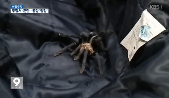 후진국민성 제대로 보여주는 인천공항 이용객들.jpg | 인스티즈