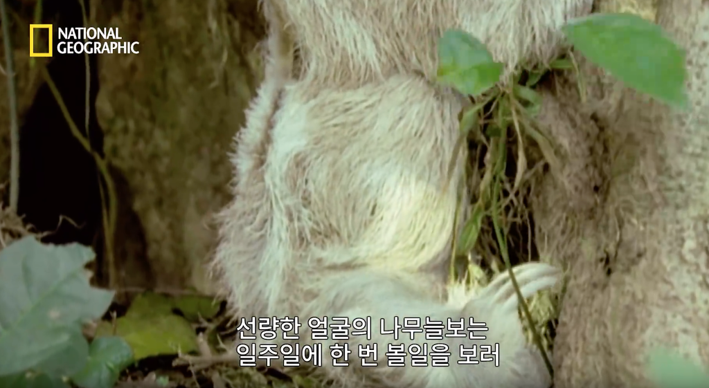 나무늘보 미워하지 않았으면 좋겠는 이유...jpg | 인스티즈