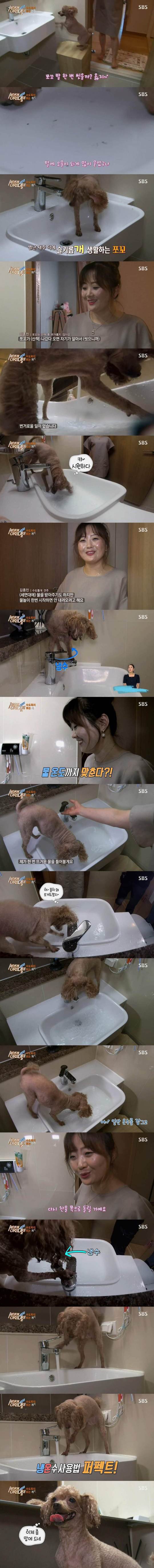거의 사람같은 푸들 | 인스티즈