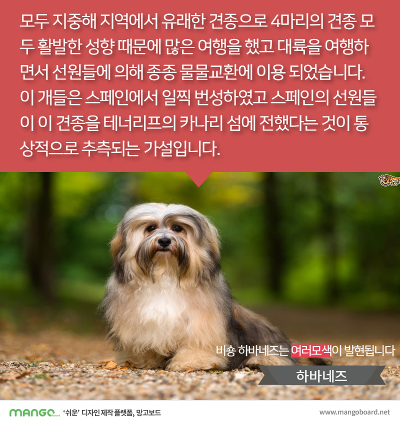 [견종정보] 비숑 프리제 이야기 | 인스티즈
