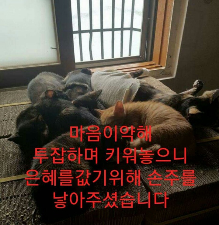차라리 날 죽여...라는 제목으로 올라온 글(feat 집사).jpg | 인스티즈