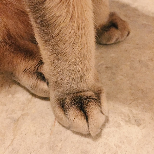 빅뱅 지디가 키우는 고양이 아이 | 인스티즈