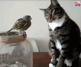 앵무새도 두드려보고 만져라.gif | 인스티즈