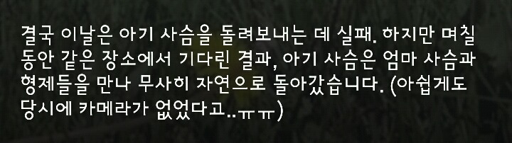 다리 다친 아기사슴을 구해주면 생기는 일 | 인스티즈
