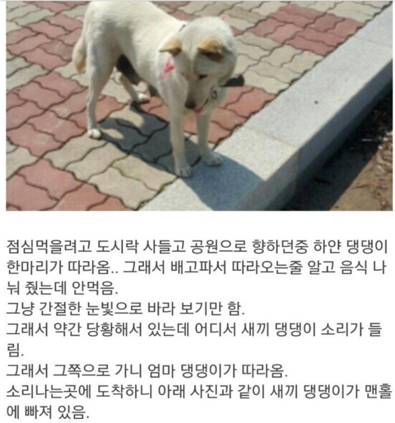 개가 따라온 이유 | 인스티즈