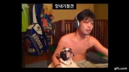 [데이터주의] 렬루다가 개 모음 | 인스티즈