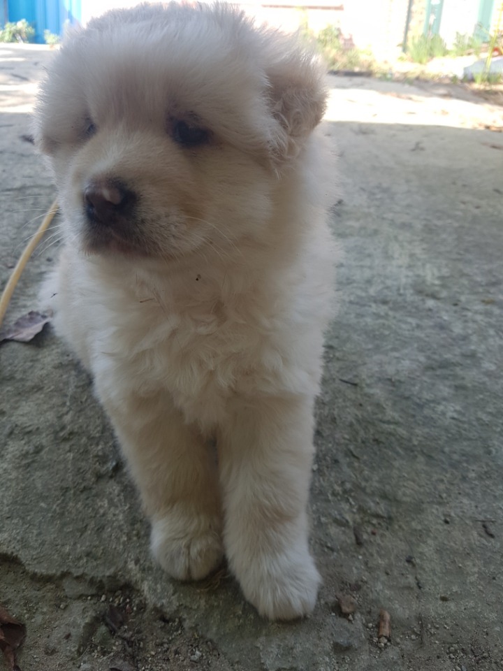 태어난지 두어달정도된 우리집 강아지들.jpg | 인스티즈