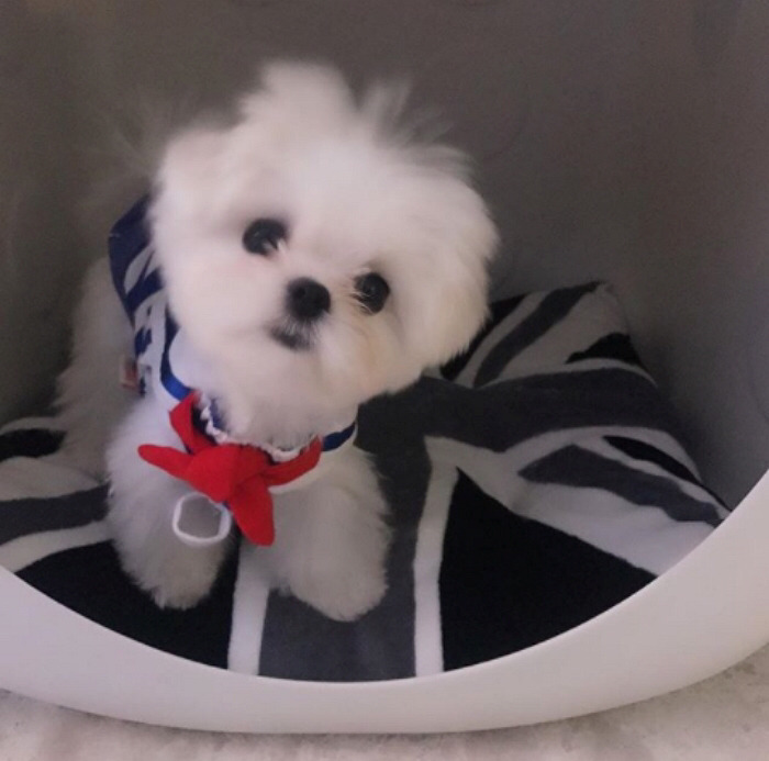 슈퍼주니어 이특이 키우는 반려견 심쿵.jpg | 인스티즈