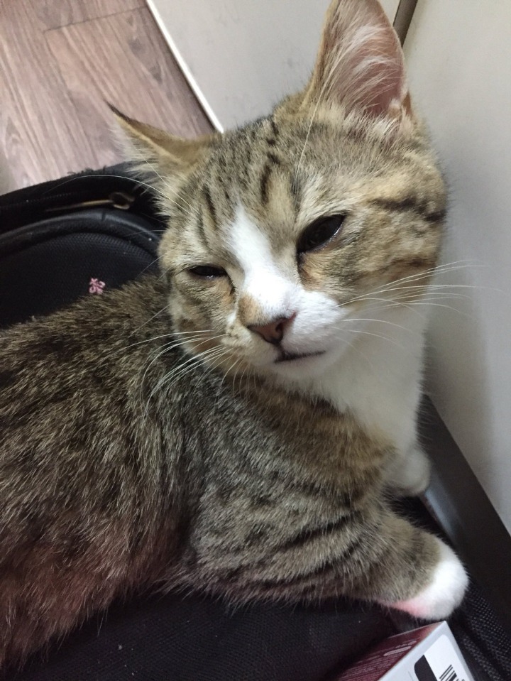 양파 써는 거 구경하던 고양이 | 인스티즈