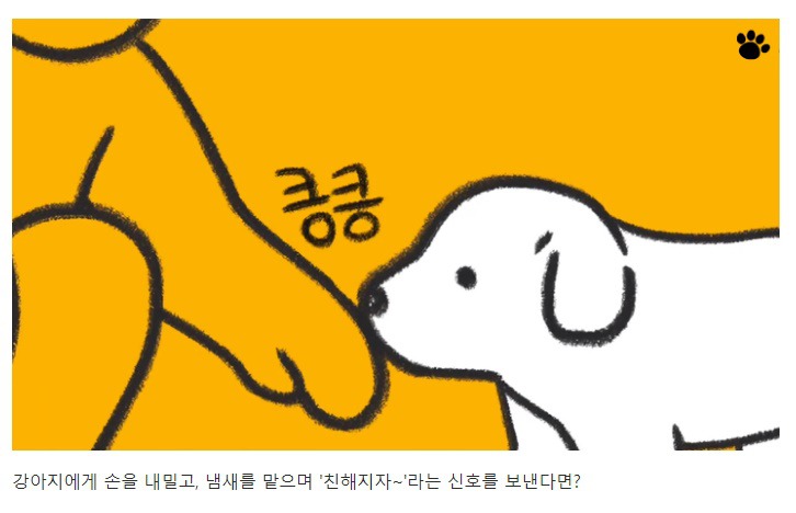 처음 만난 강아지와 인사하는 방법 | 인스티즈