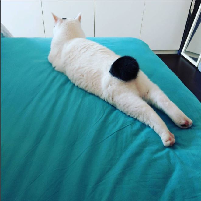 엉덩이가 까만 야옹이.jpg | 인스티즈