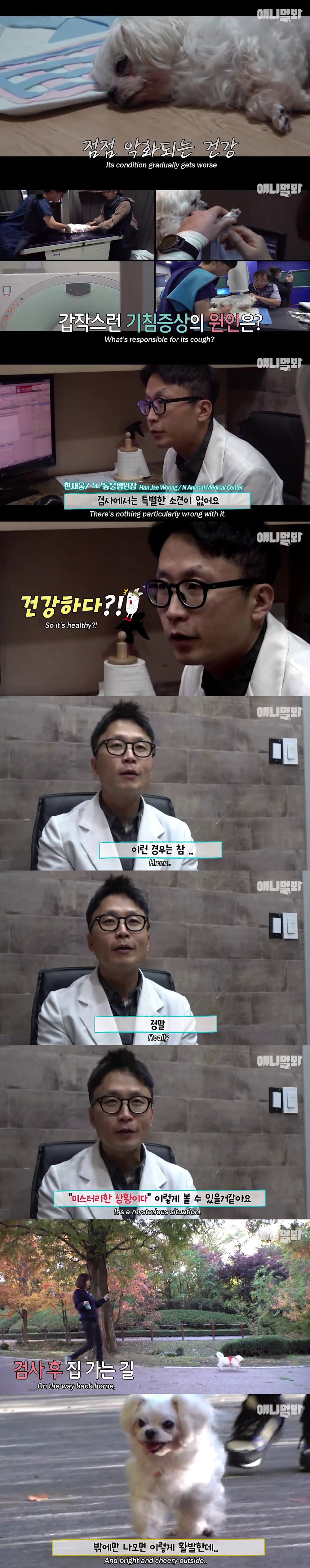 기침이 멎지 않는 개 다롱이 | 인스티즈