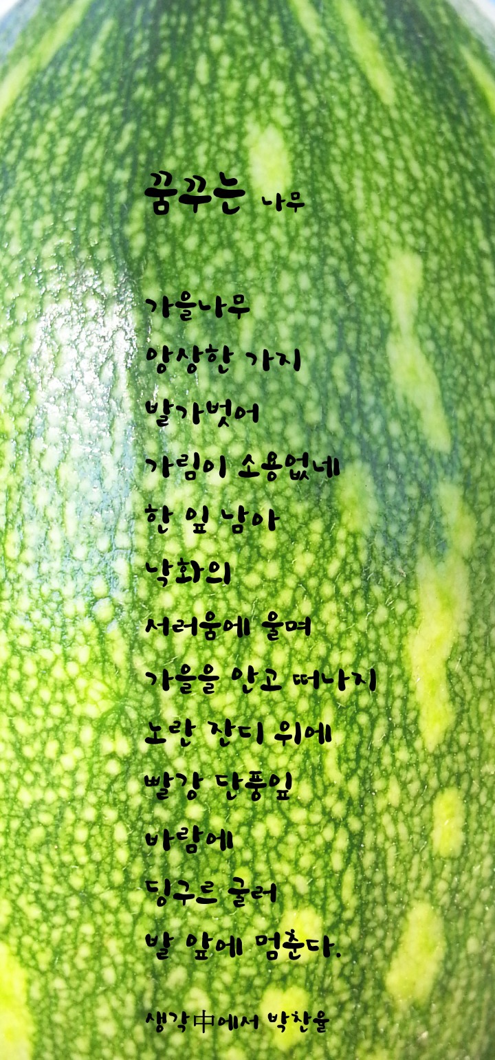 꿈꾸는나무 이미지