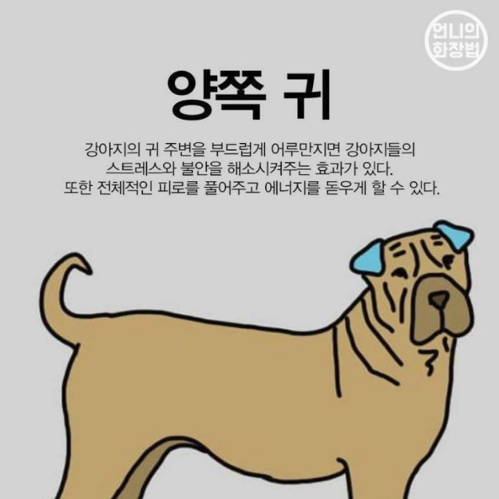 강아지 마사지 하는법 | 인스티즈