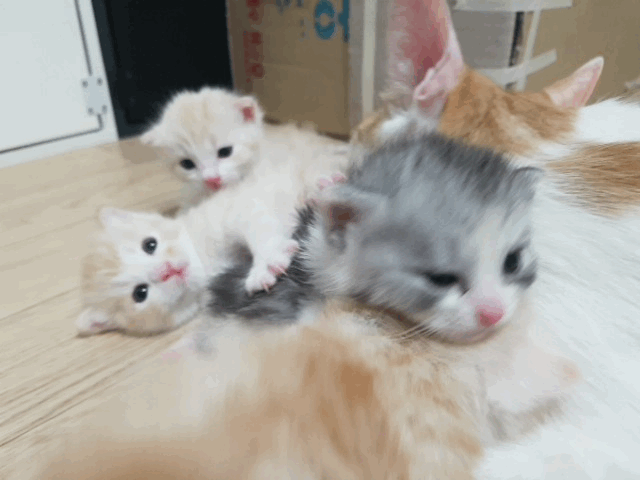 2주된 새끼 고양이(데이타주의) | 인스티즈