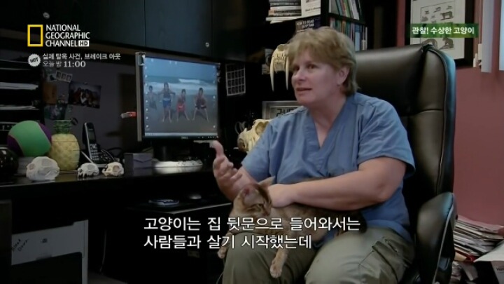 인간이 고양이를 반려동물로 키우기 시작한 과정 | 인스티즈