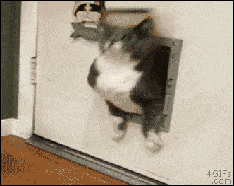 새벽에는 고양이.gif | 인스티즈