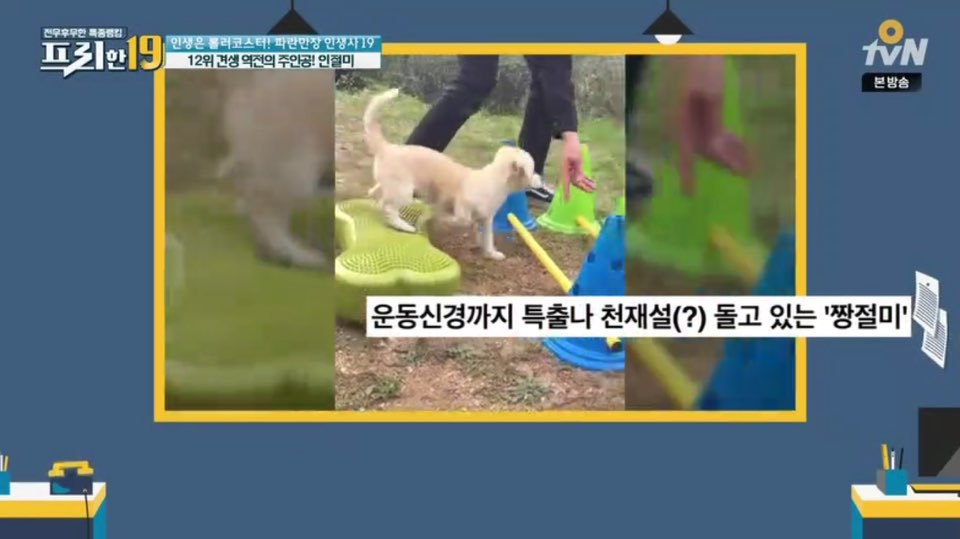 [인절미/짱절미] tvn 프리한19 견생역전의 주인공 | 인스티즈
