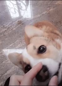 ???: 그만하지 주인? | 인스티즈