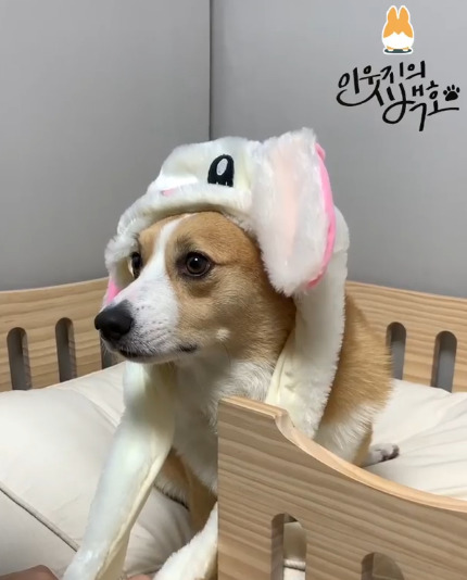 인싸템이 싫은 백호.jpgif | 인스티즈