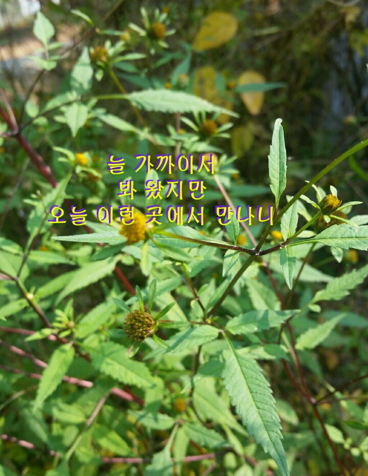 미국가막사리 이미지