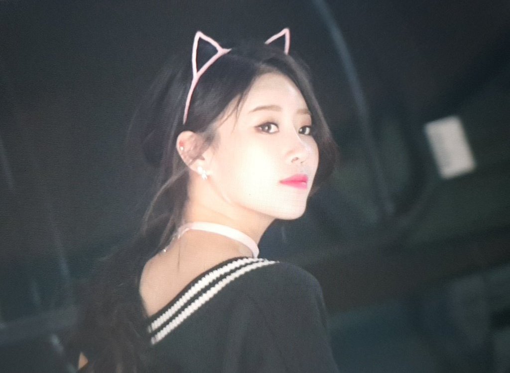 분홍고양이 이미지