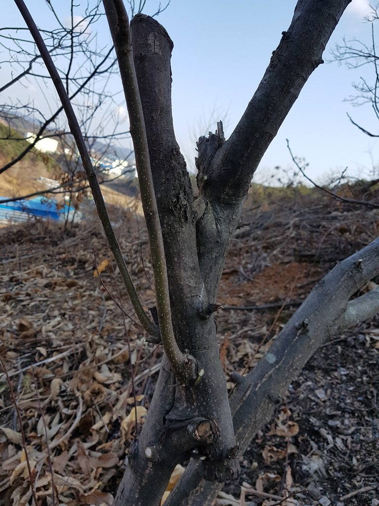 정산한약방 이미지