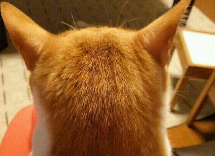 고양이 애호가들이 환장해 하는 부위 | 인스티즈