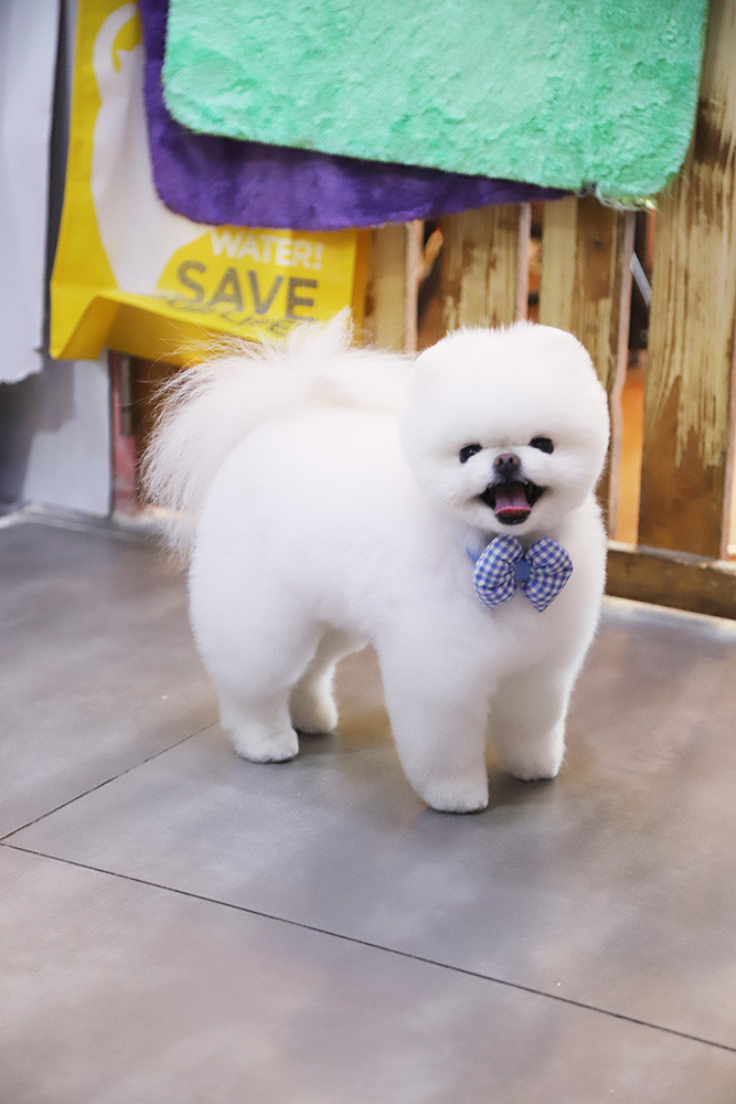 리본타이 이미지