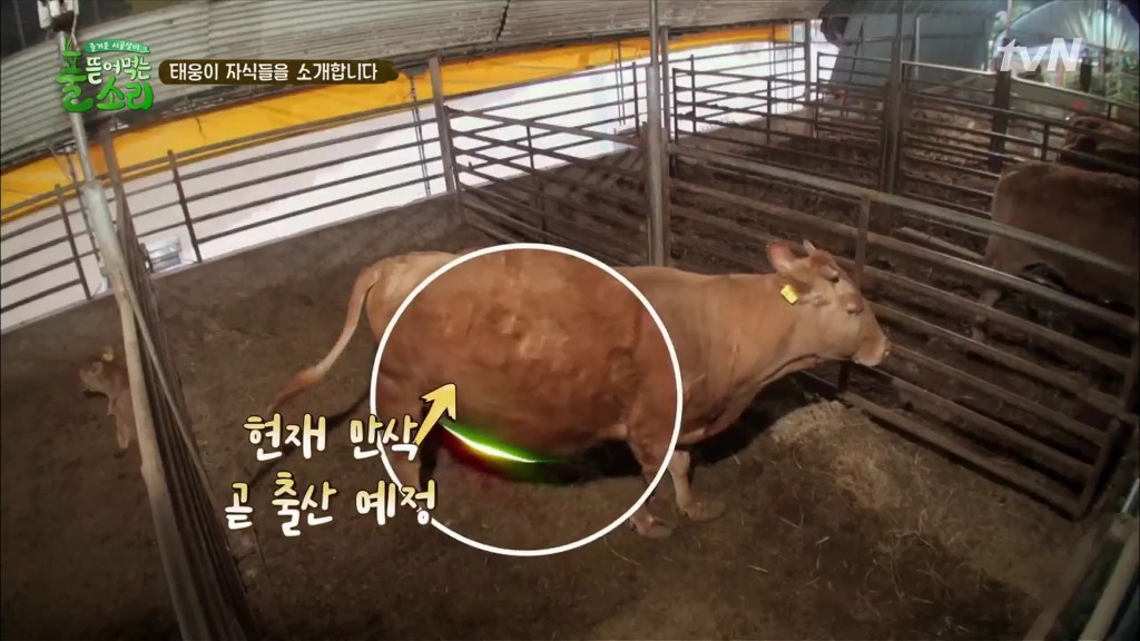 [풀뜯어먹는소리] 닭에서 시작해 소까지 살 수 있게 된 중딩농부 태웅.jpg | 인스티즈