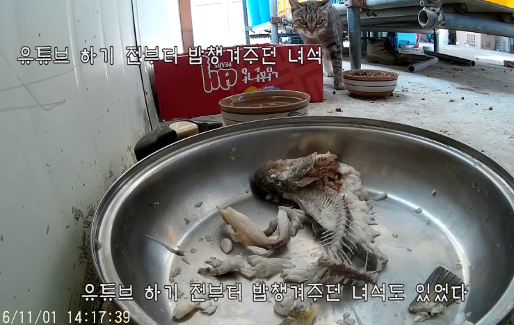 지금은 없지만 haha ha 채널에 머물렀었던 고양이들 | 인스티즈