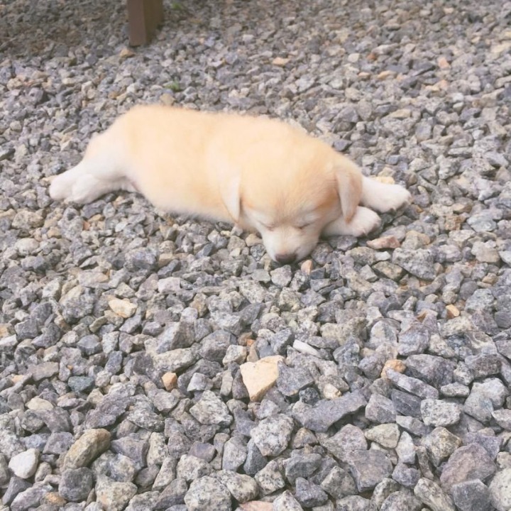 졸리면 아무데서나 잘 자는 절미.jpg | 인스티즈