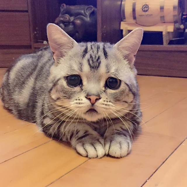 세상에서 가장 슬픈 고양이.jpg | 인스티즈